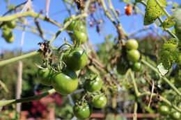 Image of tomato