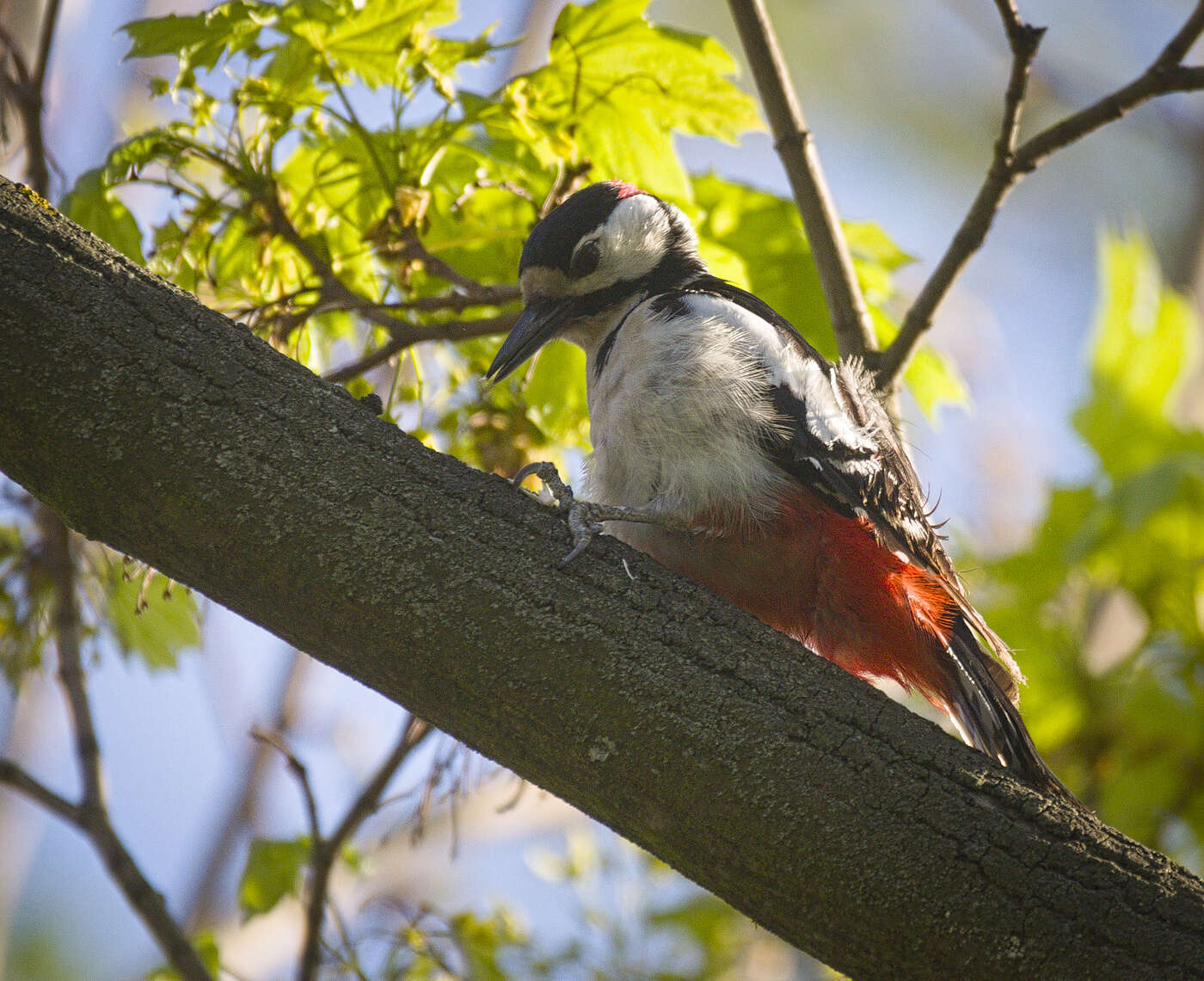 Image of Great Spotted Woodpecker