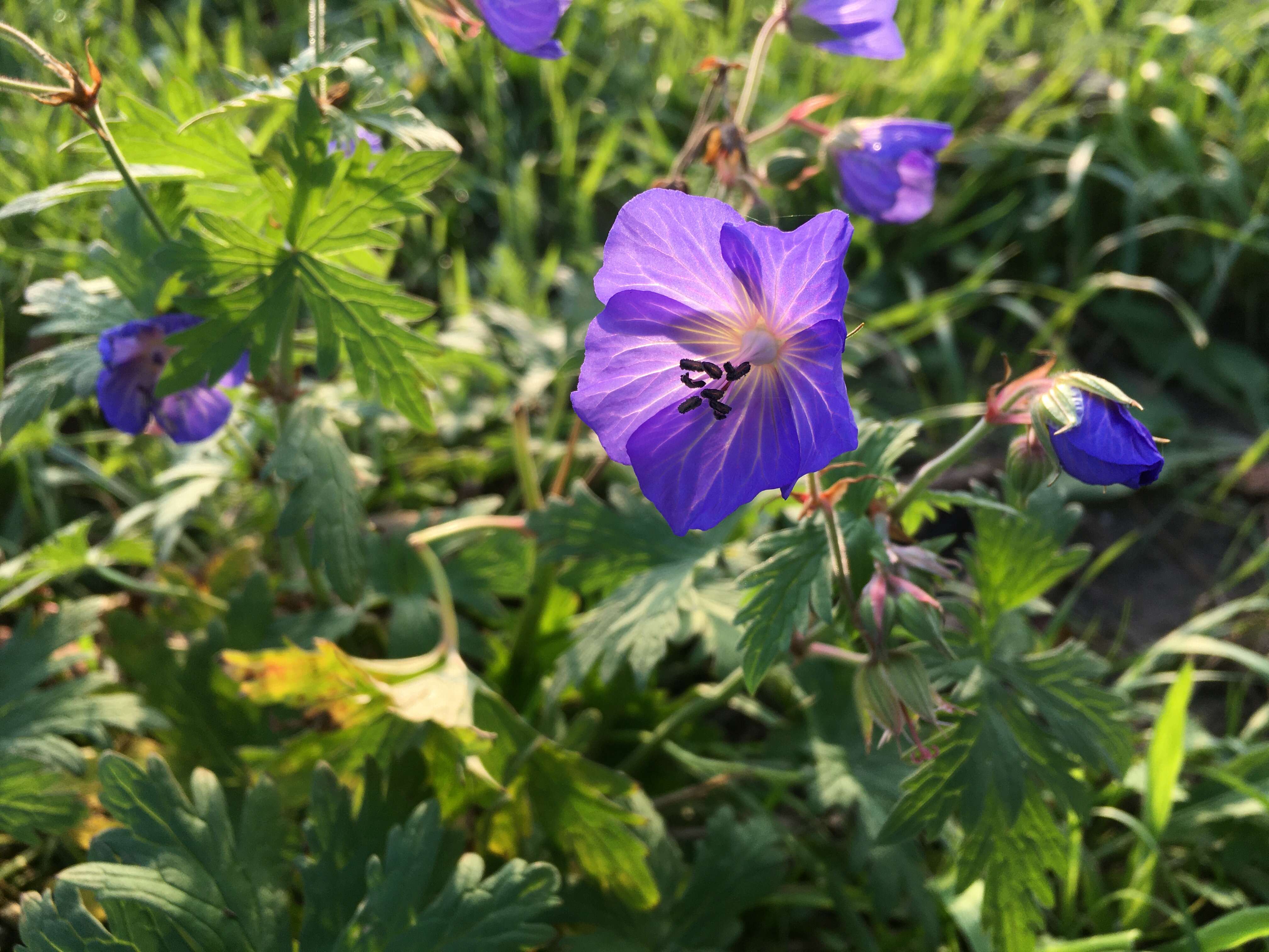 Image of Meadow Crane's-bill