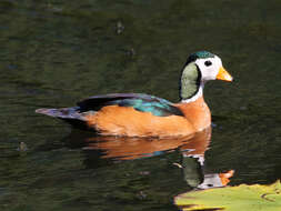 Image of African Pygmy Goose