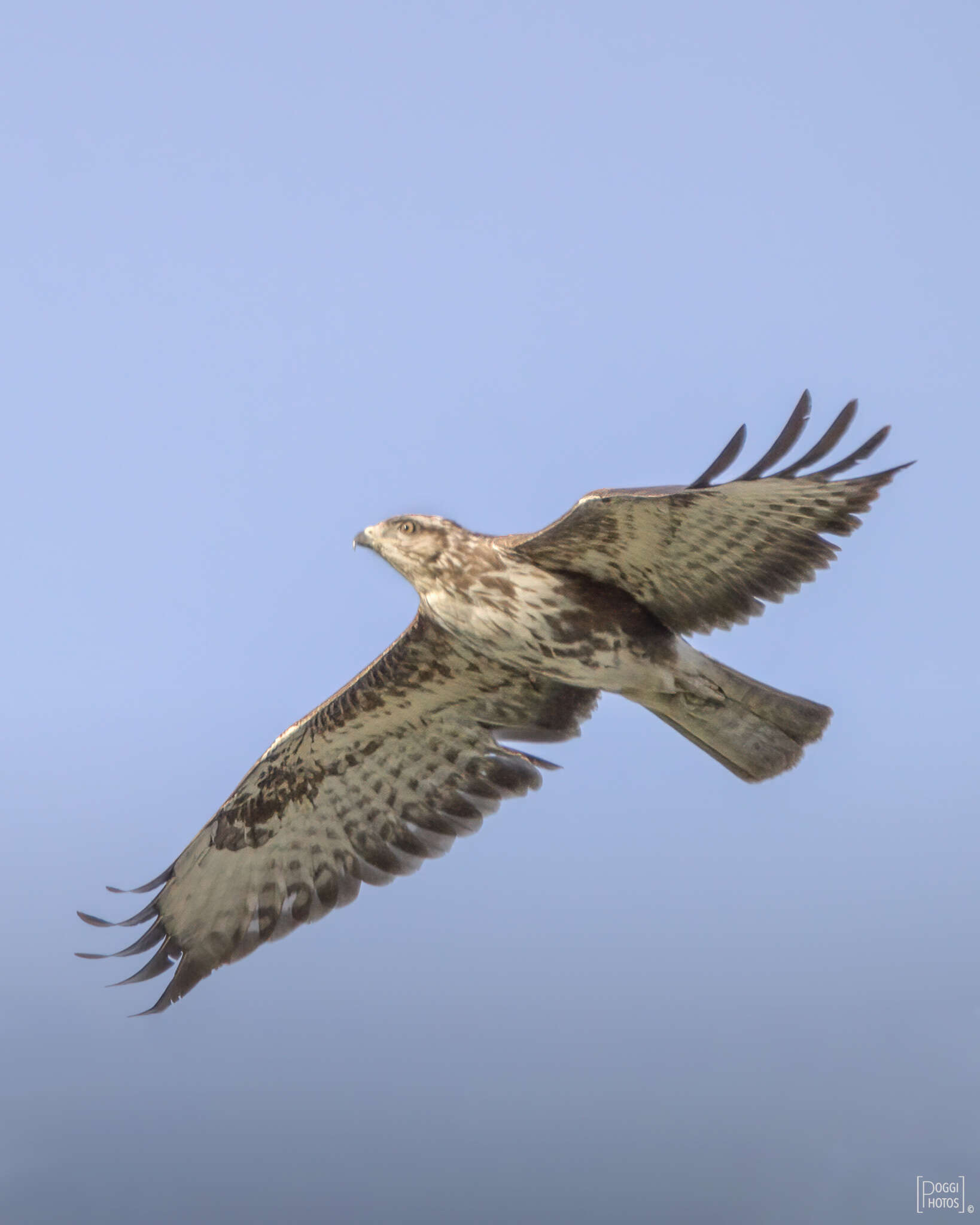 Image of Common Buzzard