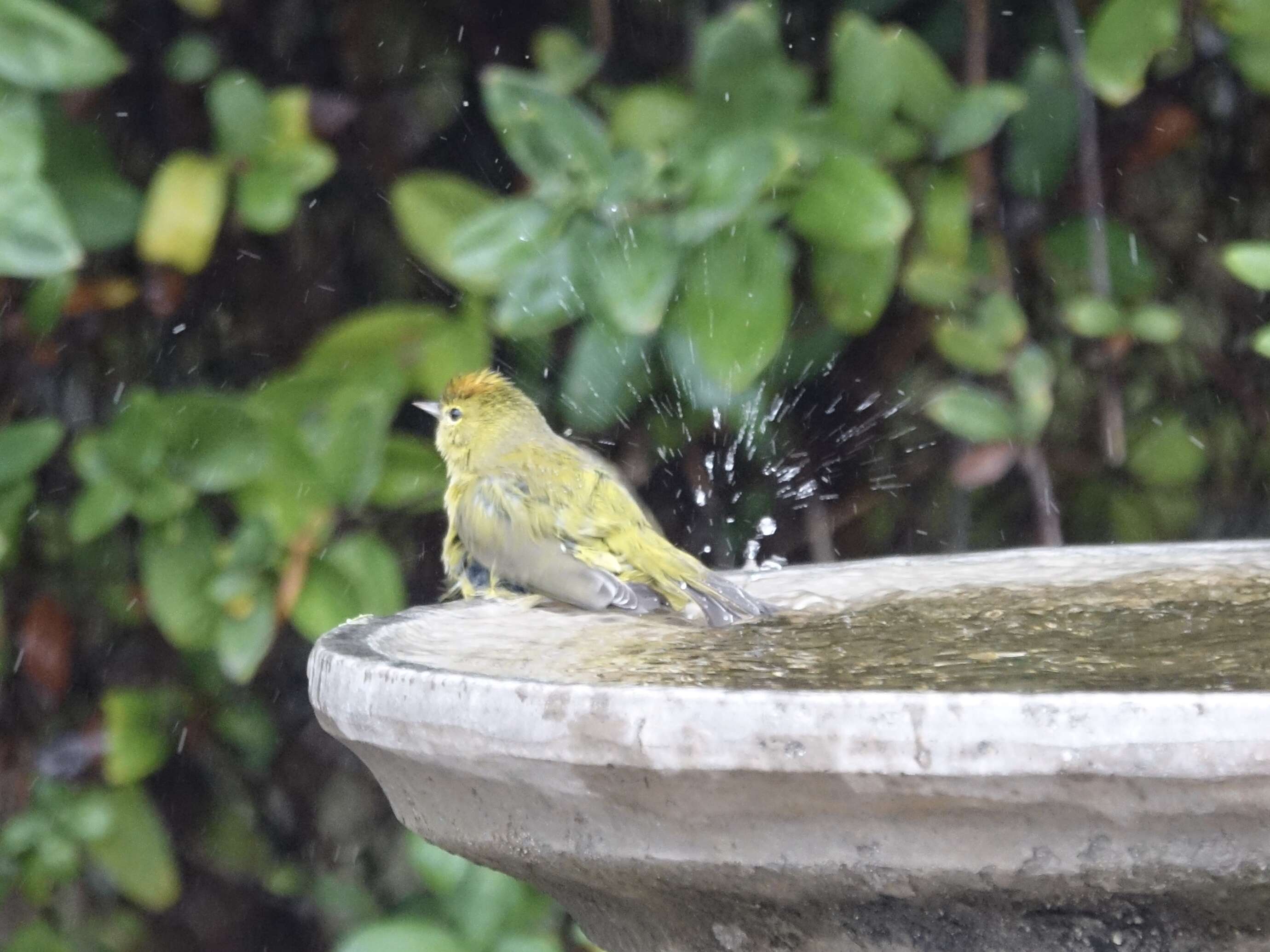 Image of Orange-crowned Warbler