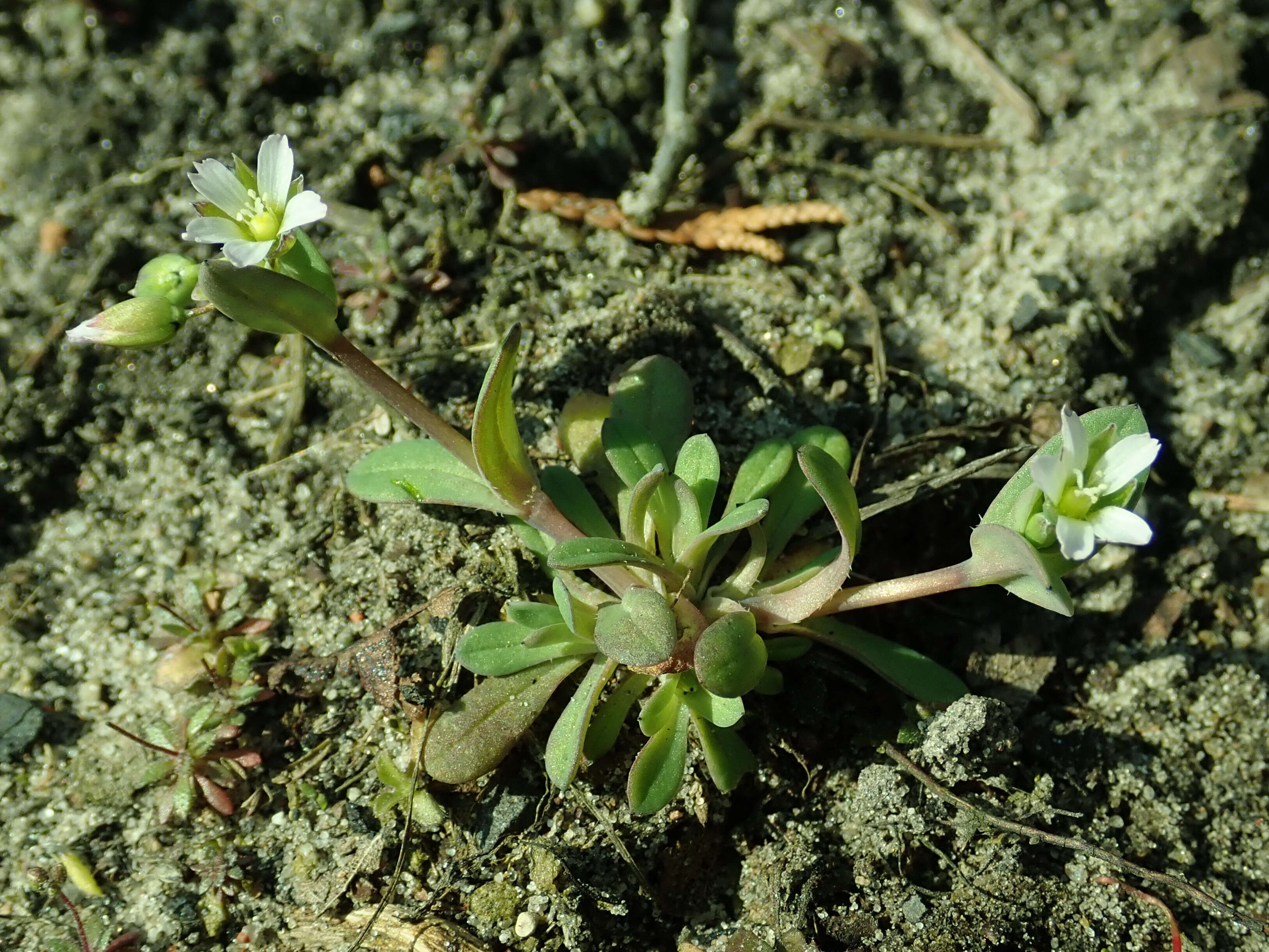 Plancia ëd Holosteum