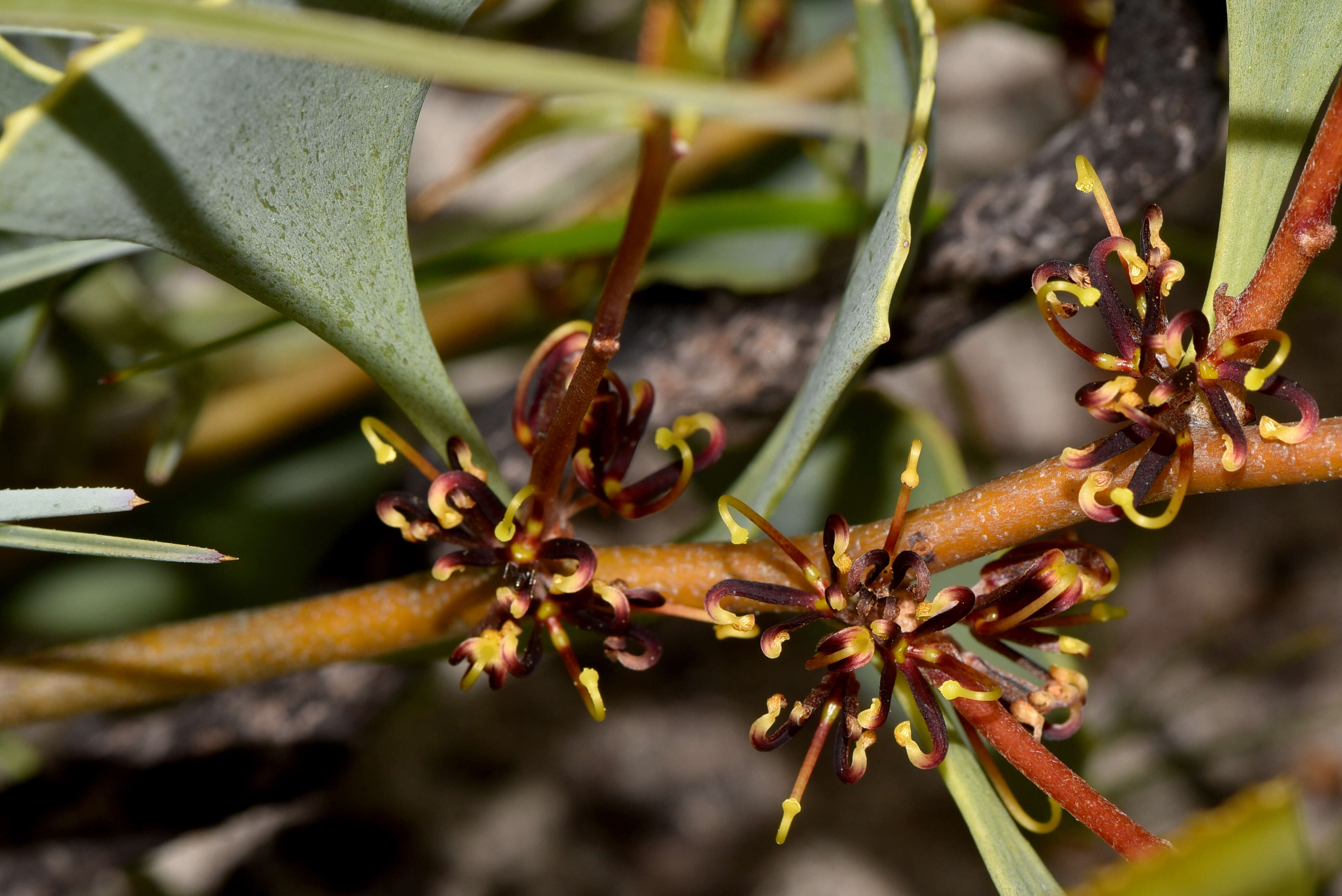 Image of Hakea flabellifolia Meissn.