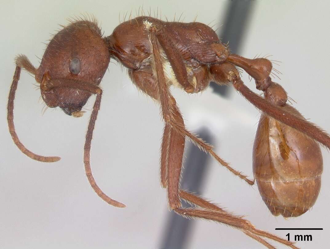 Ocymyrmex resmi