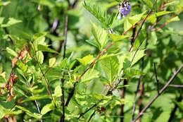 Image of Prunus subgen. Amygdalus