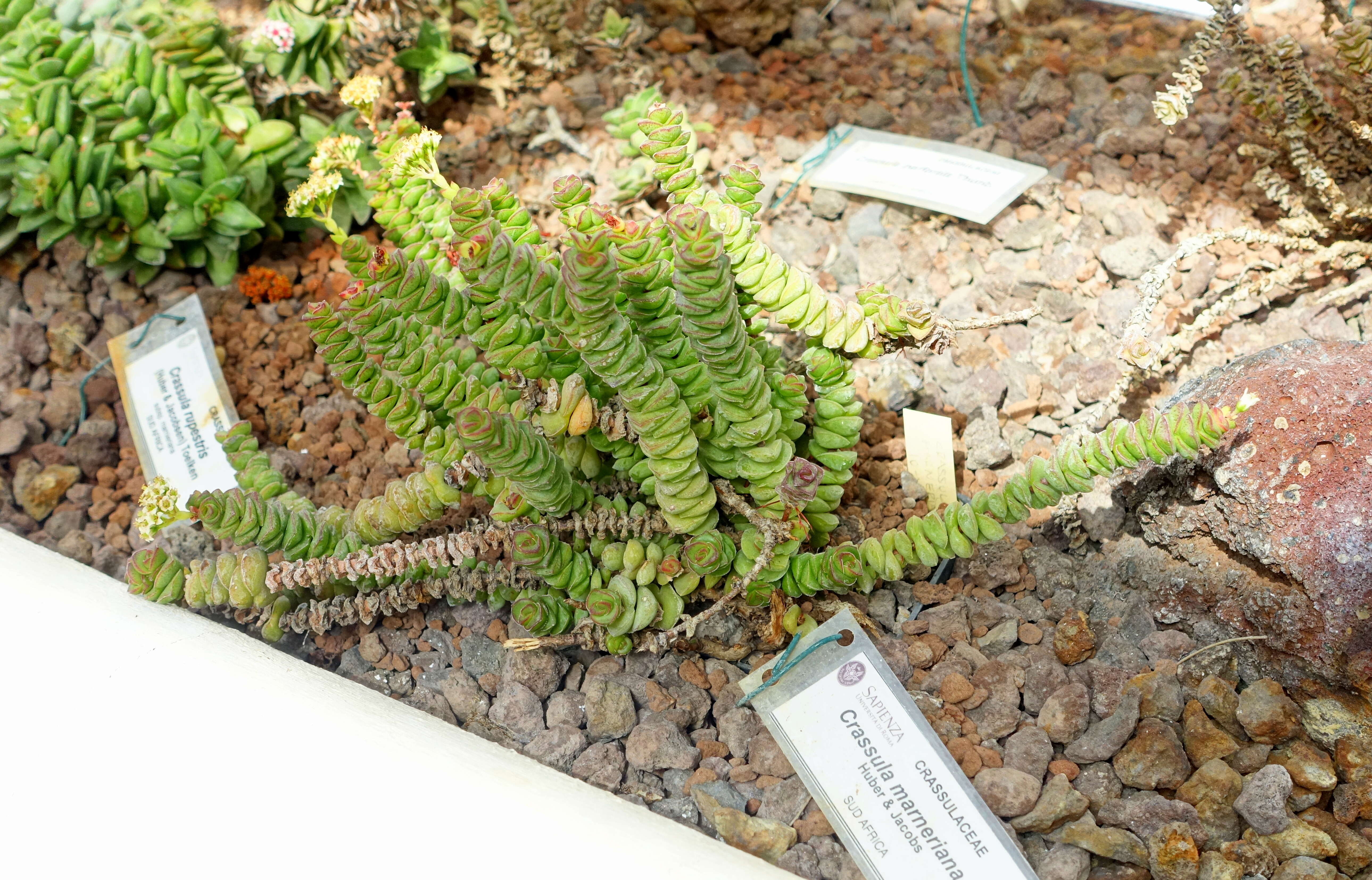 Слика од Crassula rupestris Thunb.