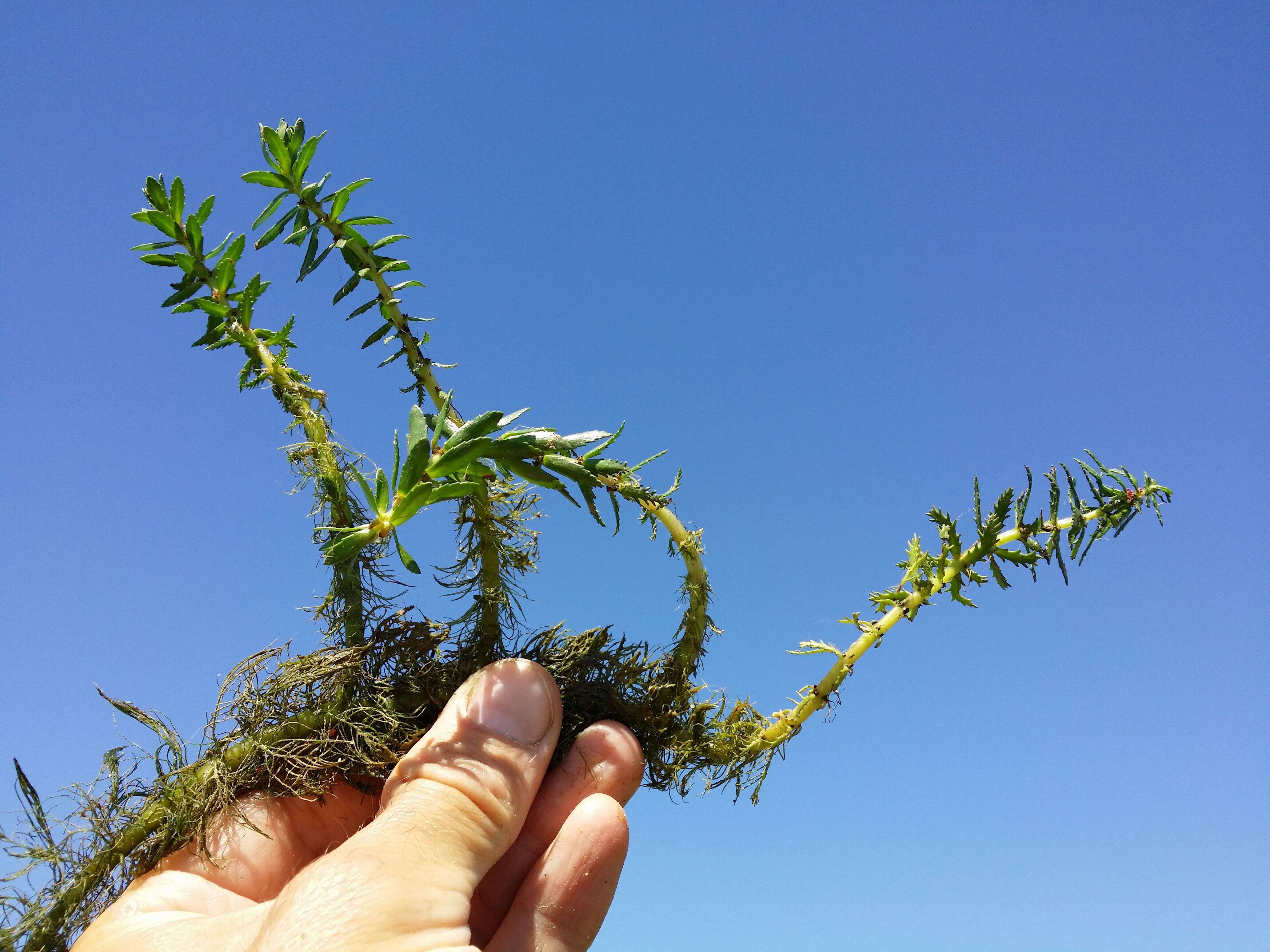 Image of twoleaf watermilfoil