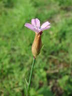 Image of Proliferous Pink