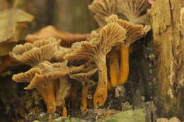 Image of Funnel Chanterelle