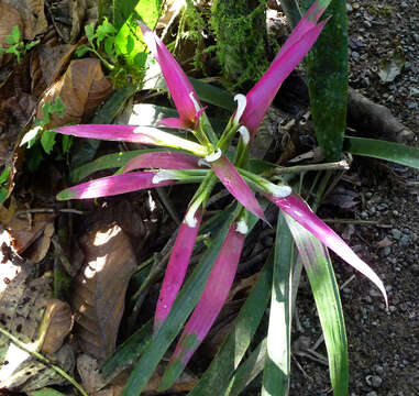 Image of Guzmania wittmackii (André) André ex Mez