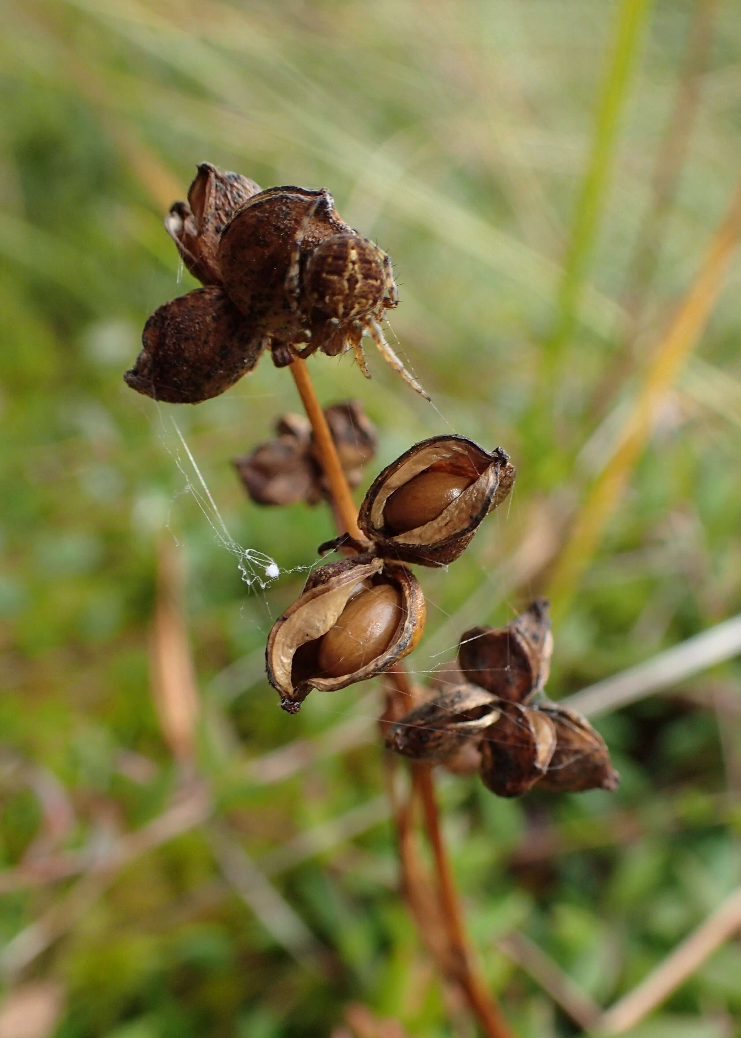 Image of pod-grass family