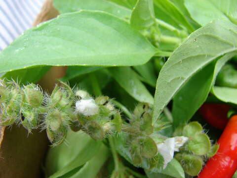 Image of American basil