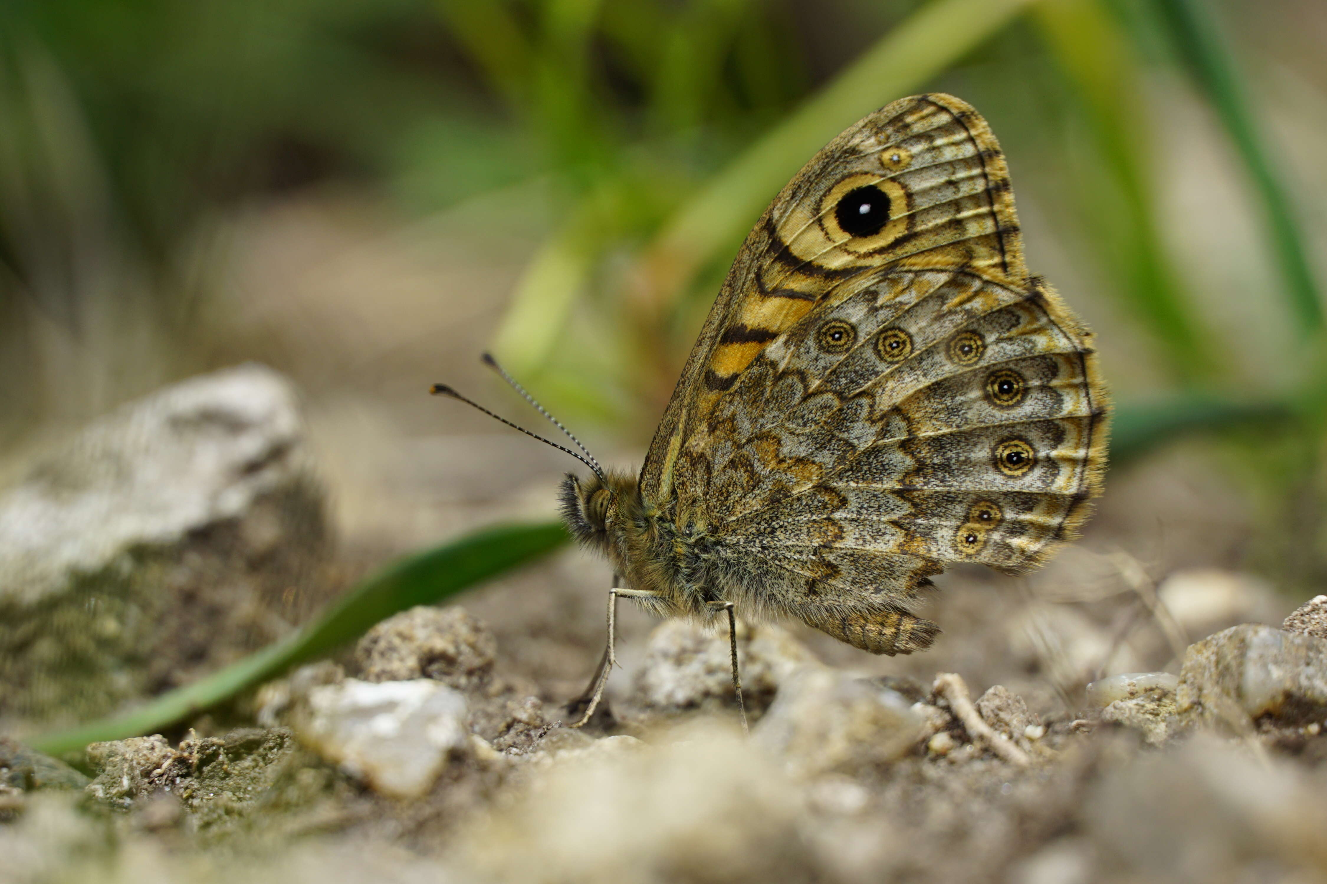 Image of Lasiommata megera