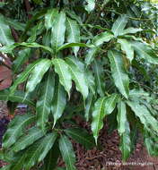 Image of African mango