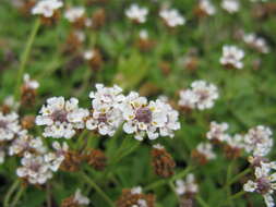 Plancia ëd Phyla nodiflora var. minor (Gillies & Hook.) N. O'Leary & Múlgura