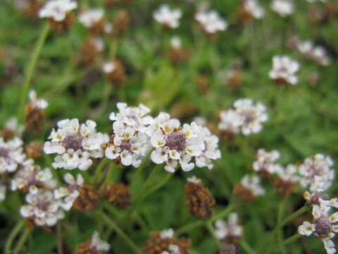 صورة Phyla nodiflora var. minor (Gillies & Hook.) N. O'Leary & Múlgura