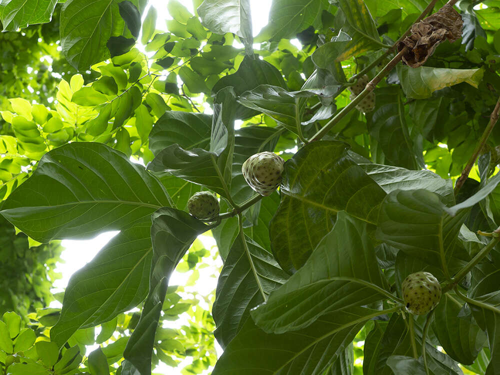 Image of Indian mulberry