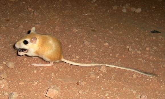 Image of North African gerbil
