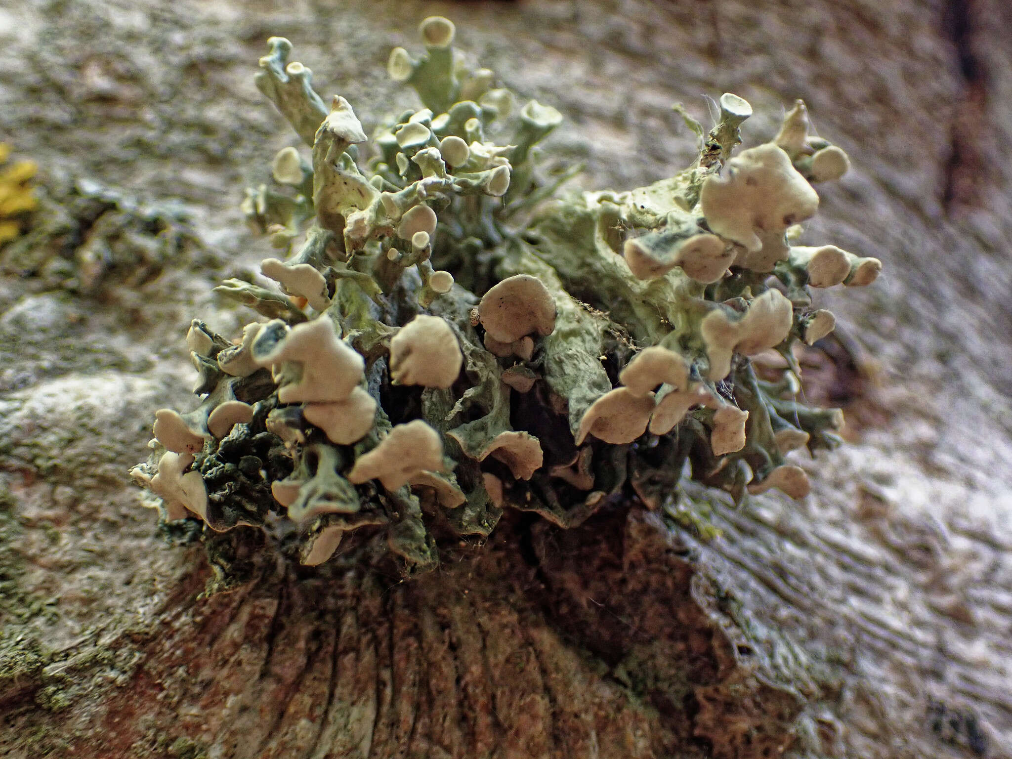 Image of Cartilage lichen