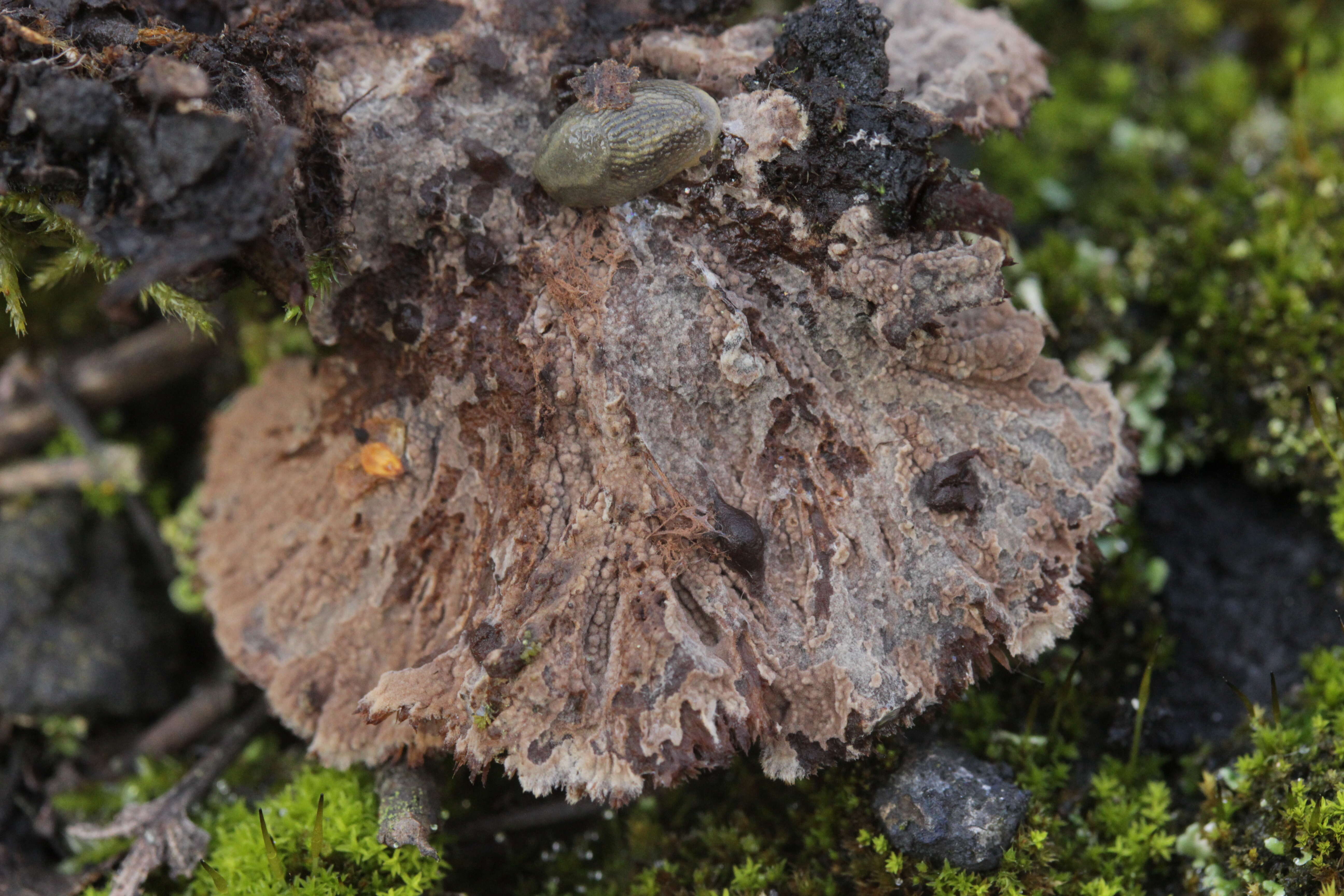 Image de Thelephora terrestris Ehrh. 1787