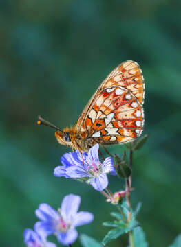 Plancia ëd Boloria euphrosyne