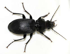 Image of Carabidae