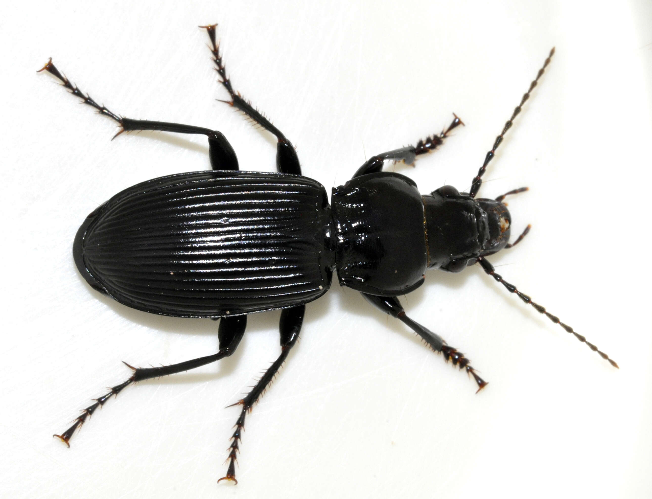 Image of Carabidae