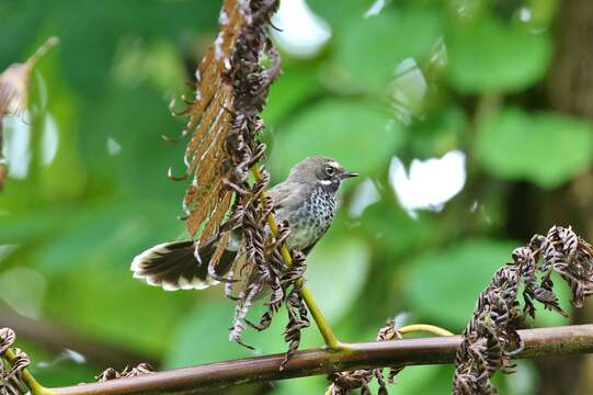 Image of Pohnpei Fantail