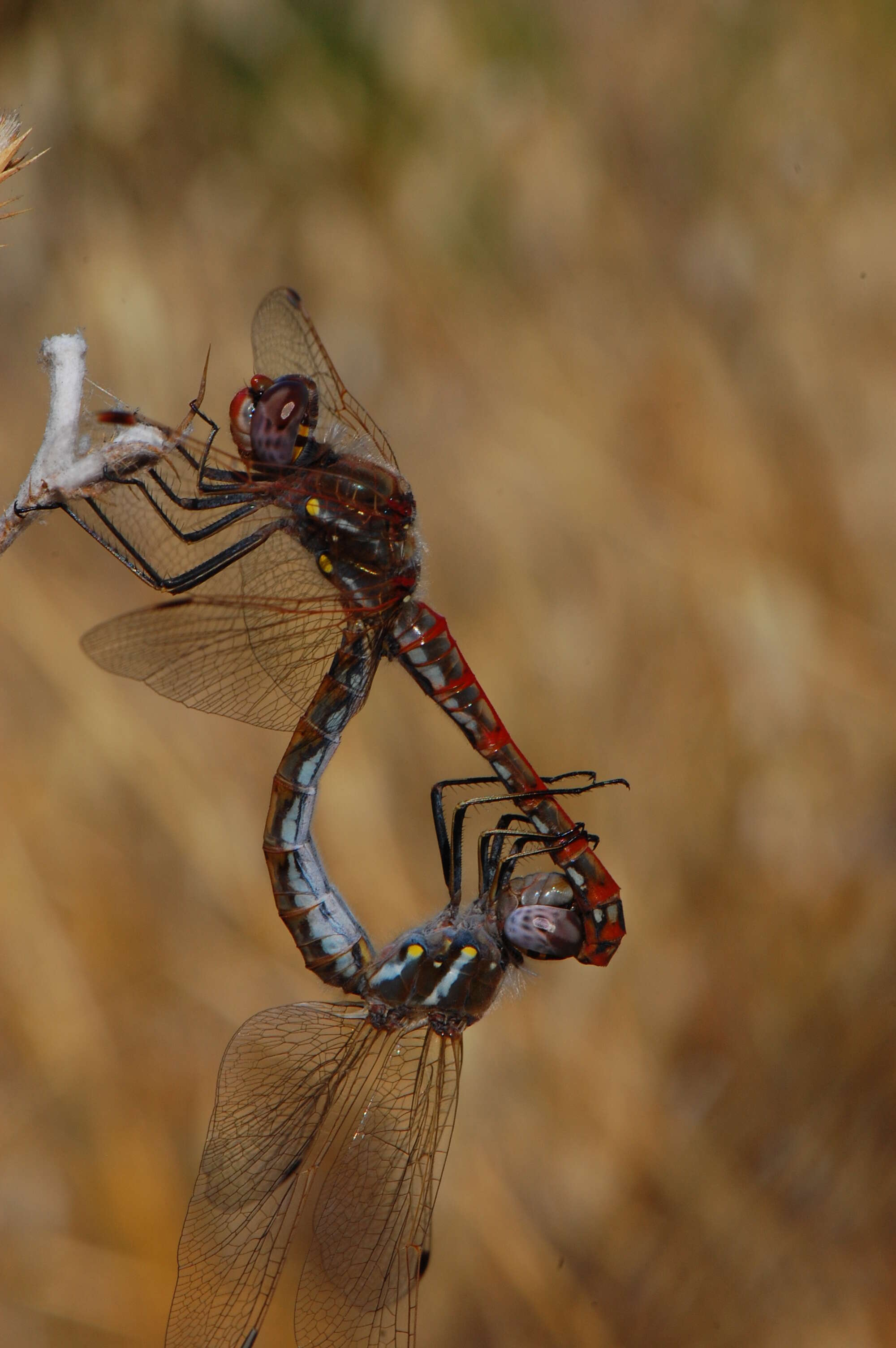 Image of Variegated Meadowhawk