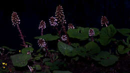 Image of butterbur