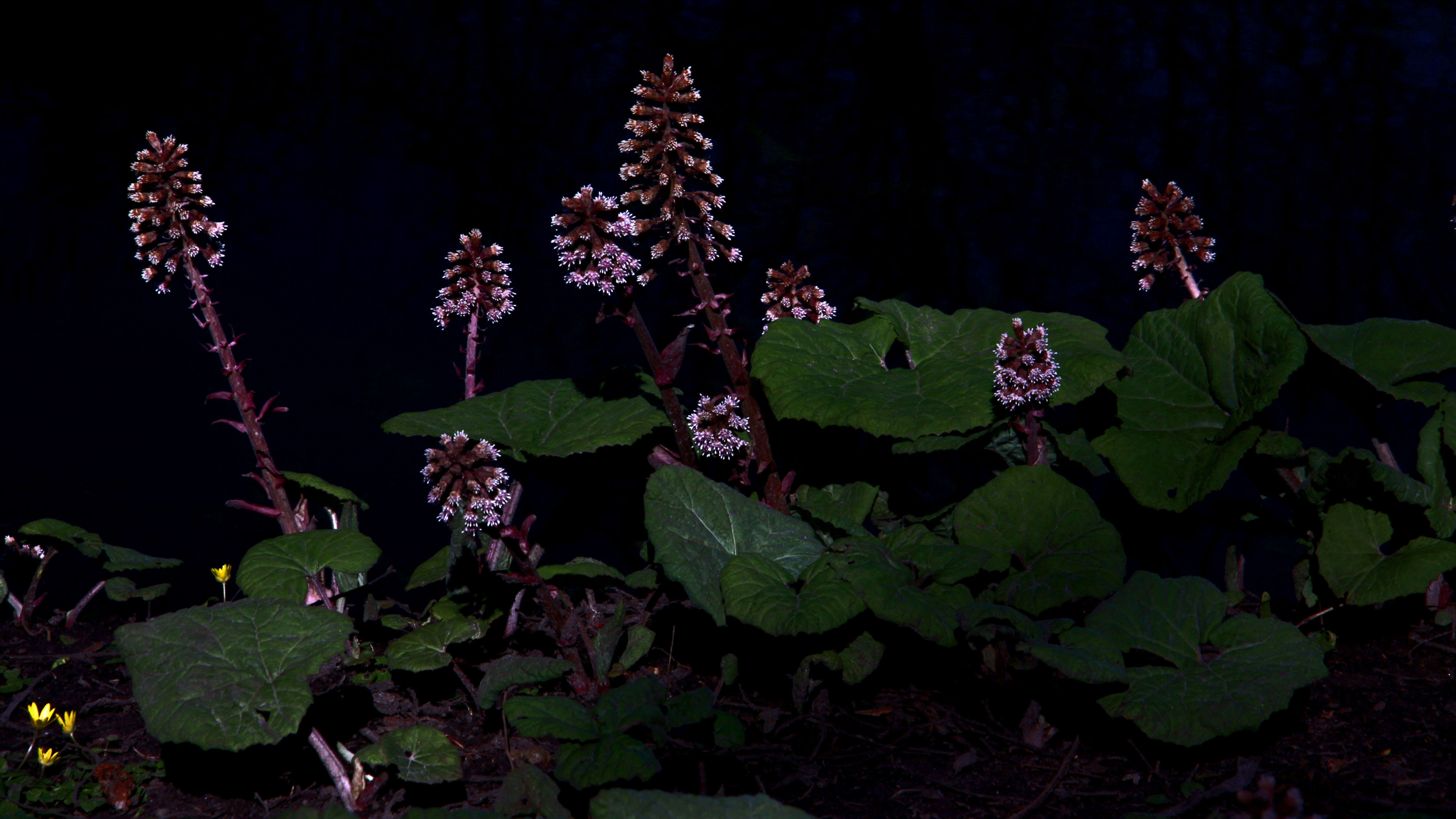 Image of butterbur