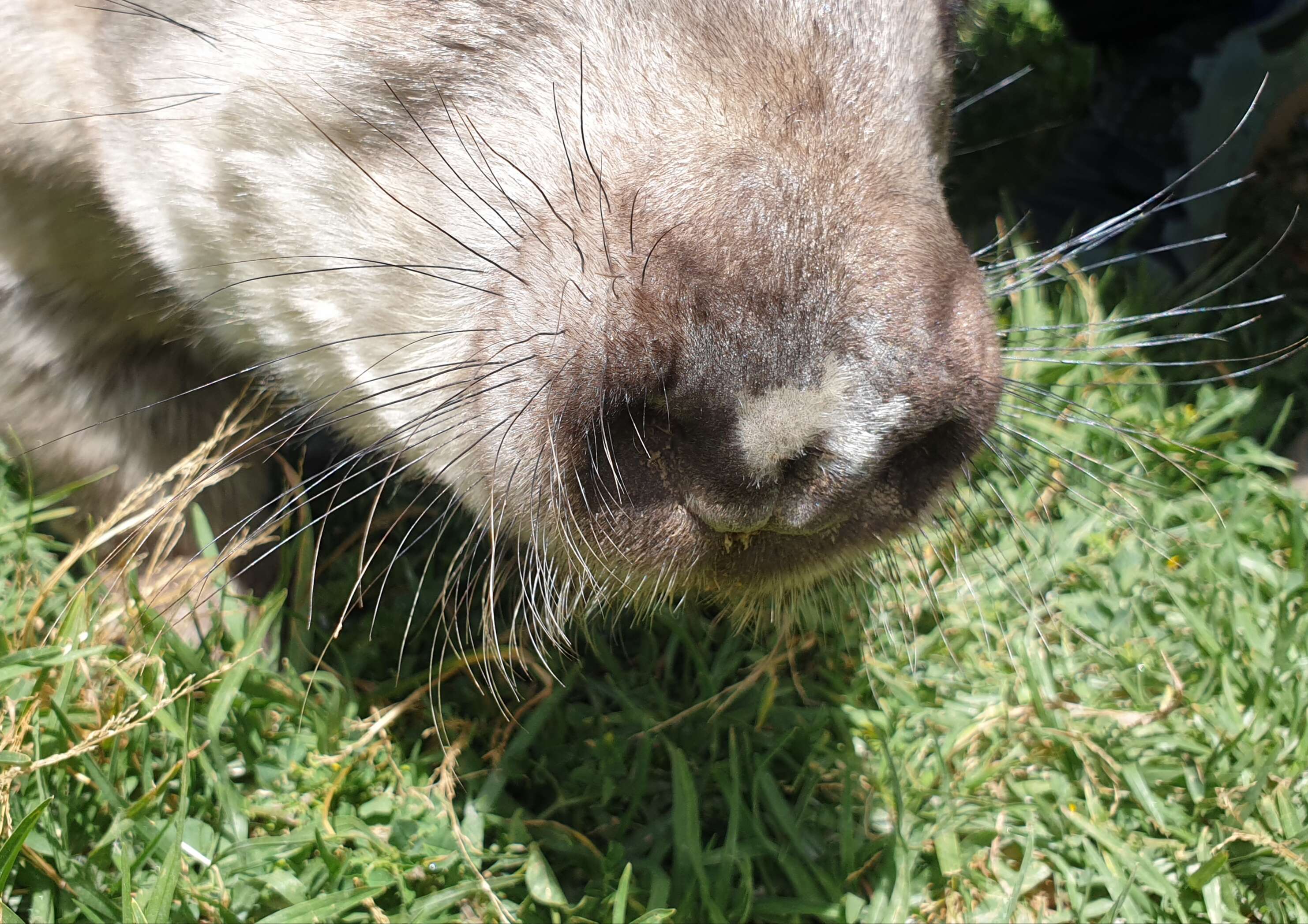 Image of hairy-nosed wombats