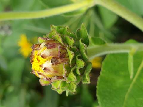 Image of Elecampane