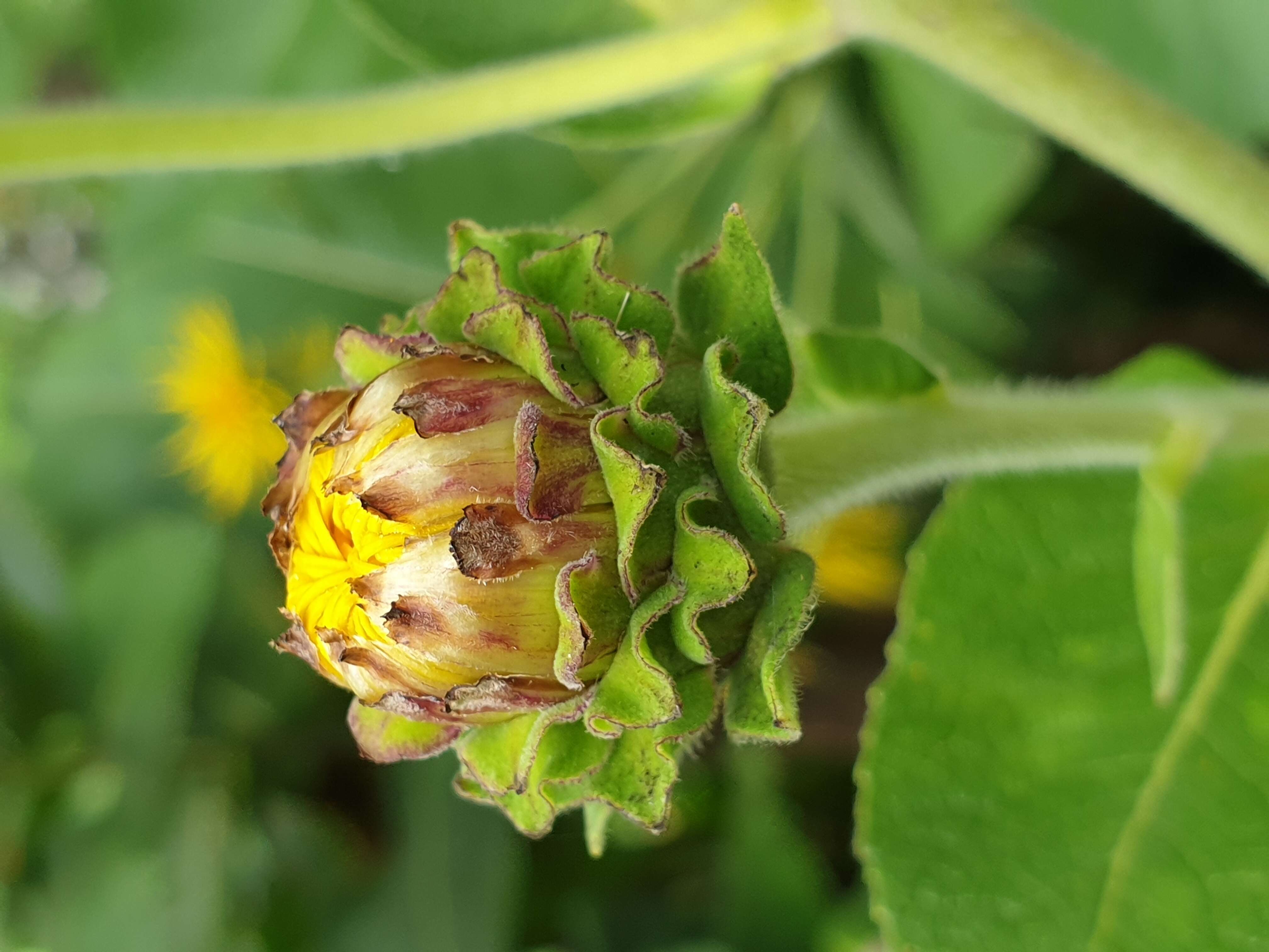 Inula helenium L. resmi