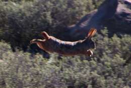 Image of Hewitt's Red Rock Hare