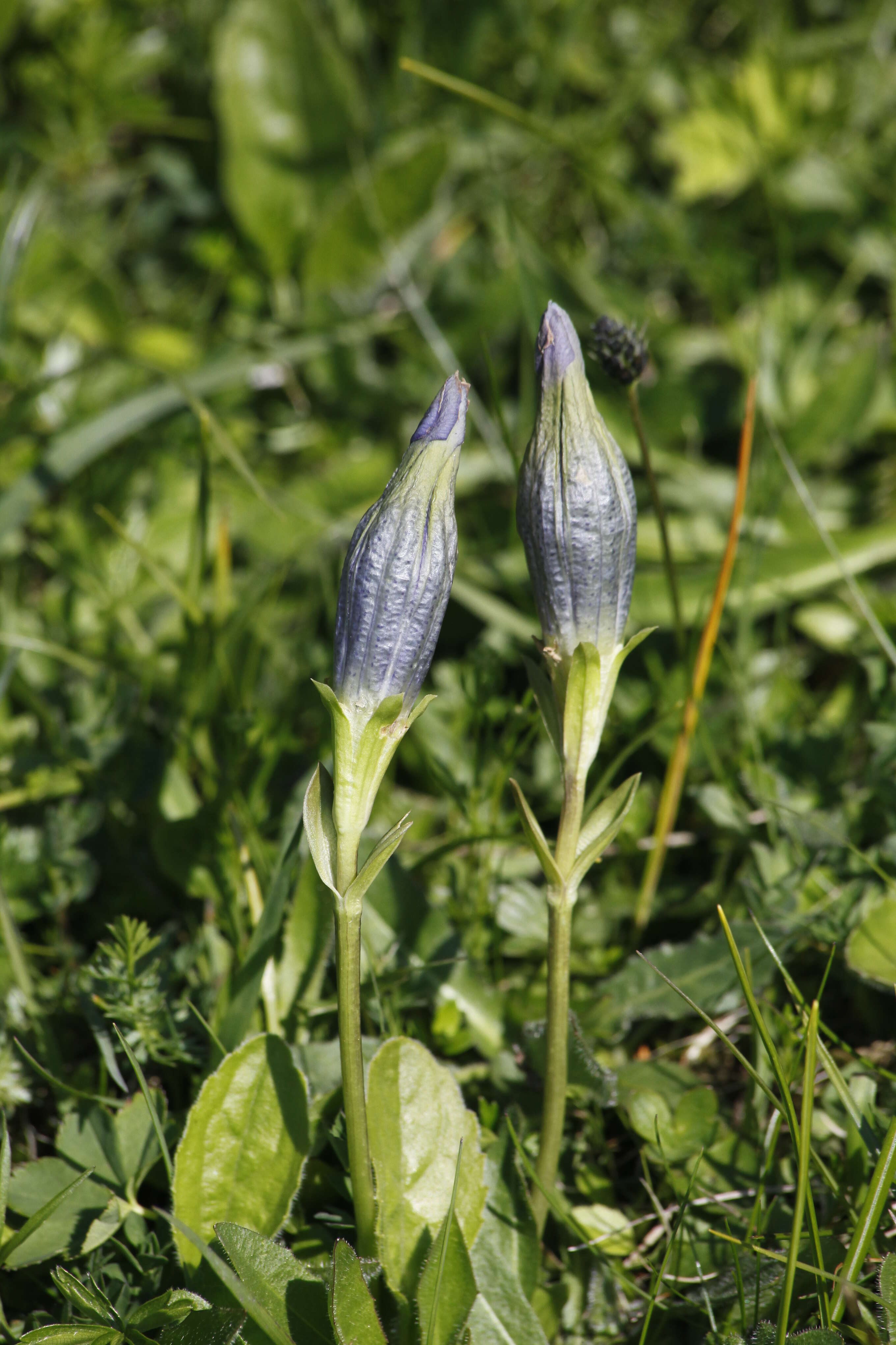 Image of Stemless Gentian