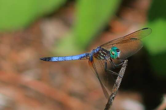 Image of Blue Dasher