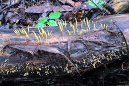 Imagem de Calocera cornea (Batsch) Fr. 1827