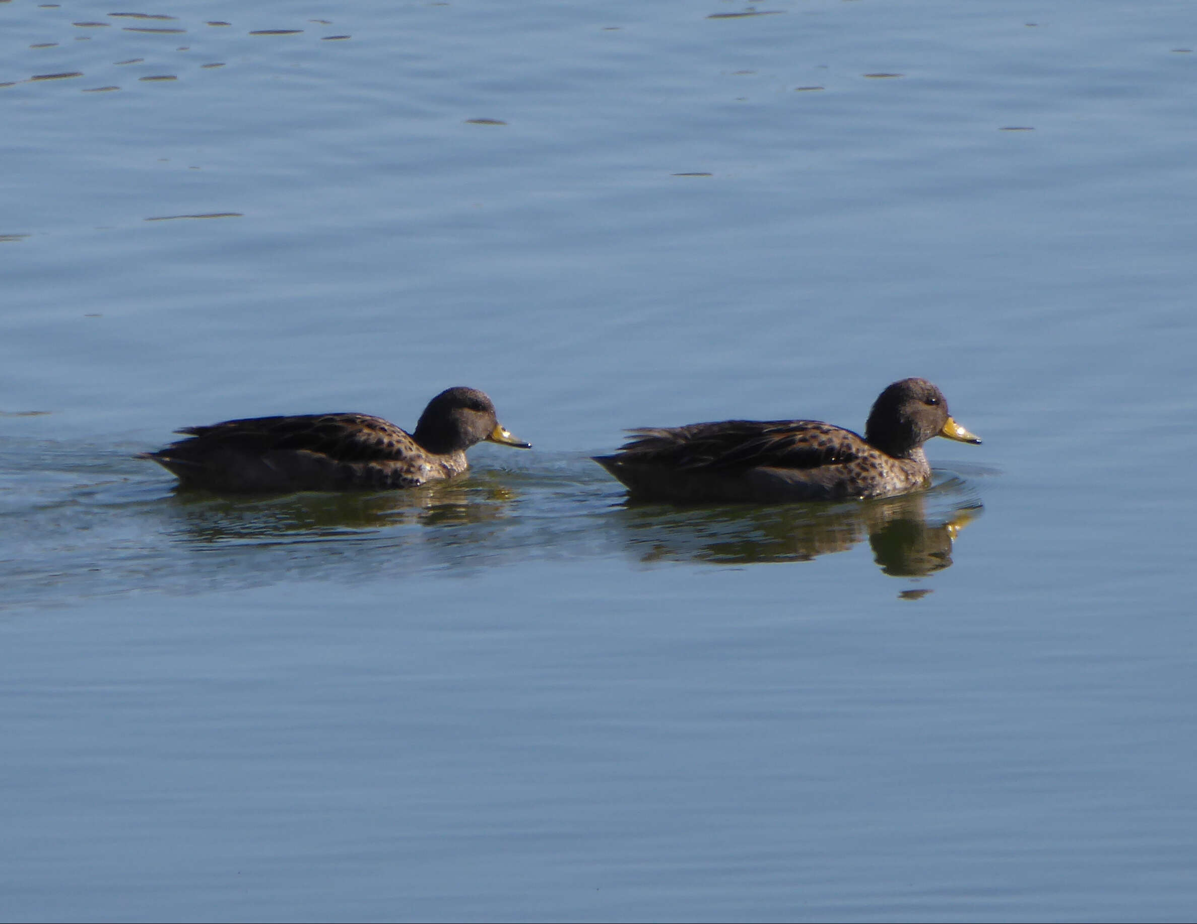Image of Yellow-billed Teal