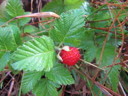 Image of West Indian raspberry