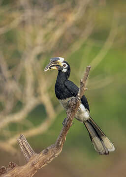 Image of Oriental Pied Hornbill