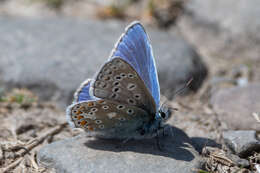 Image of common blue