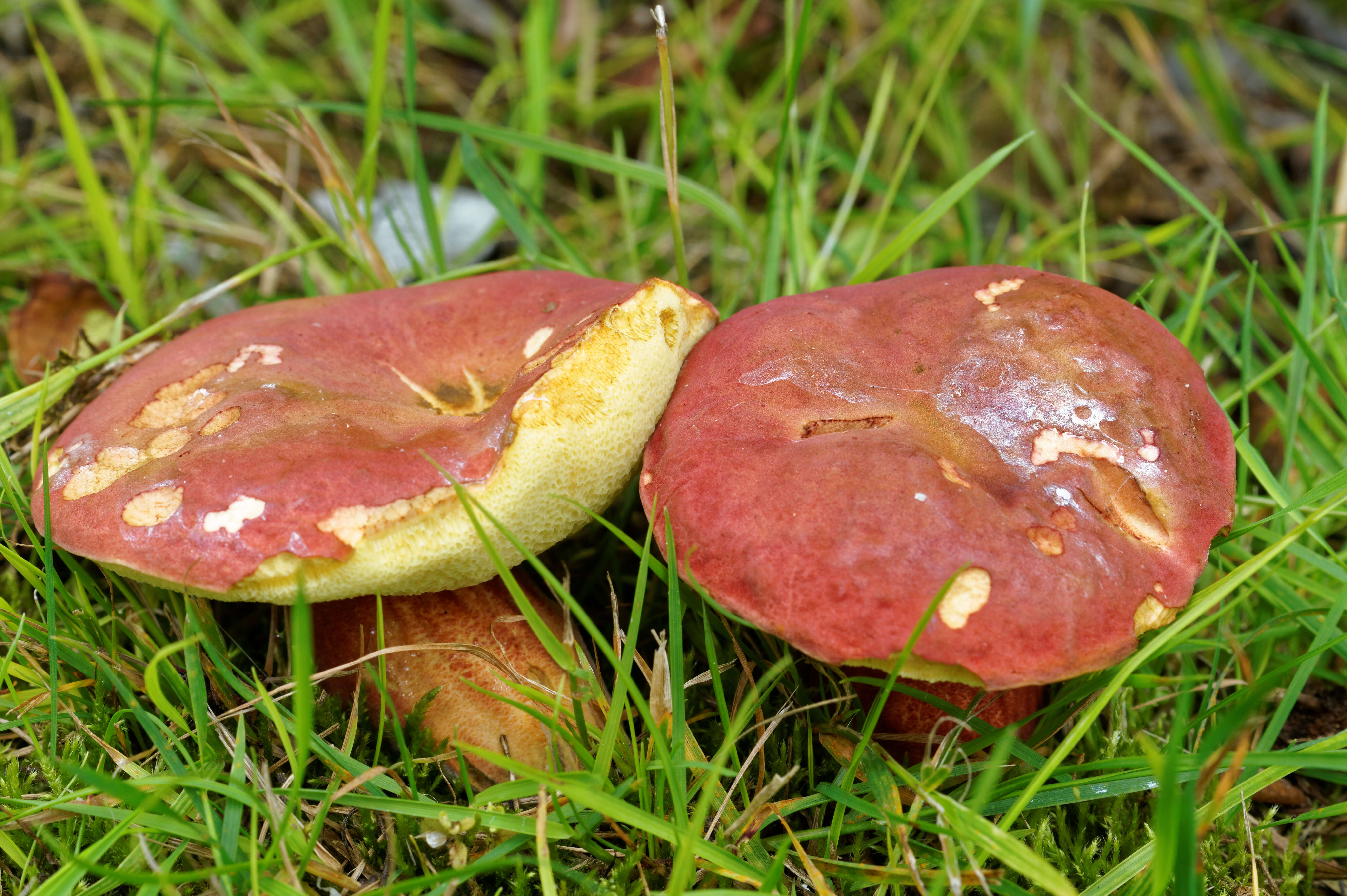 Image de Bolet rougeâtre