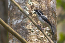 Image of Himalayan Shrike-babbler