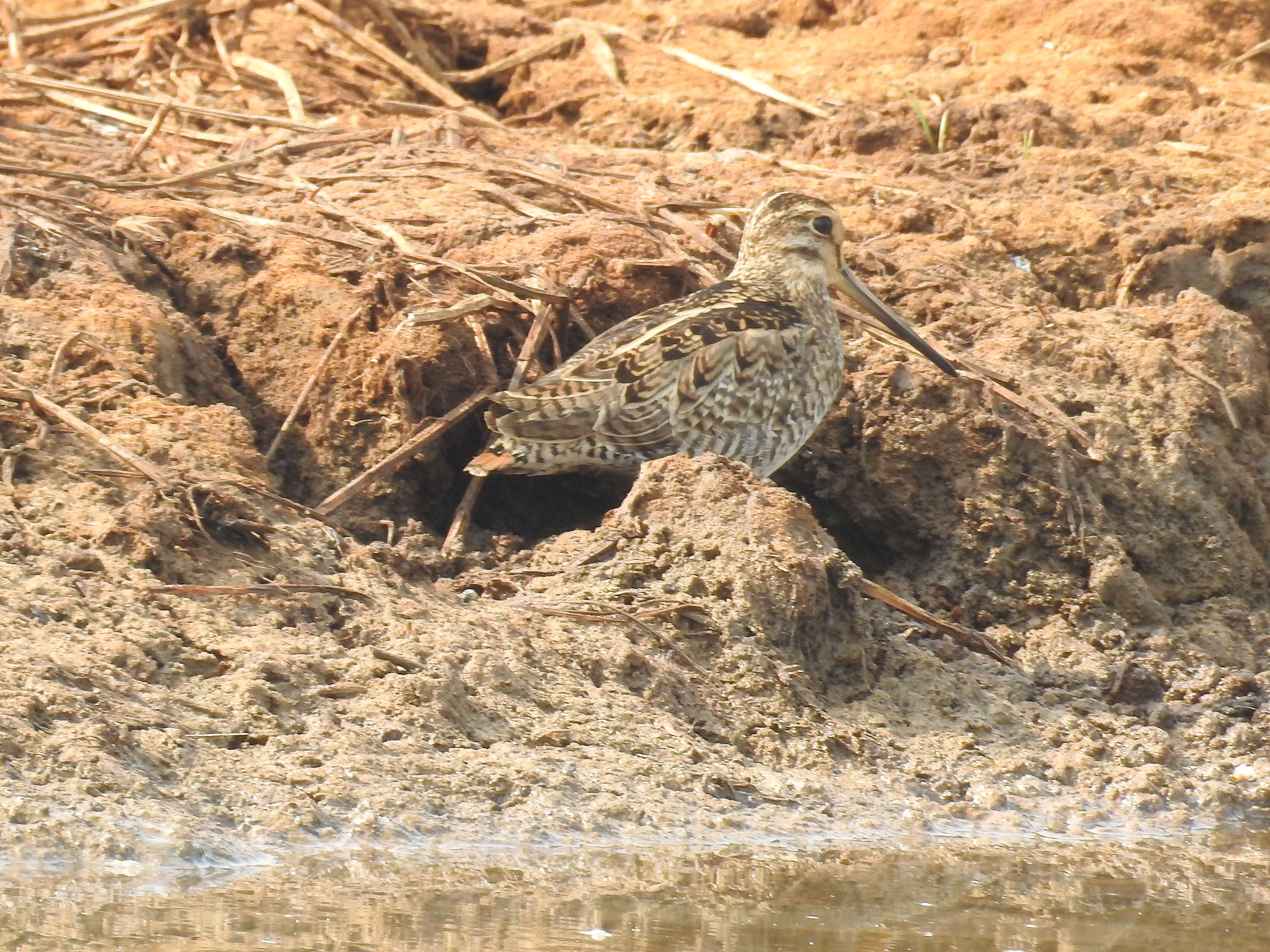 Image of Pin-tailed Snipe