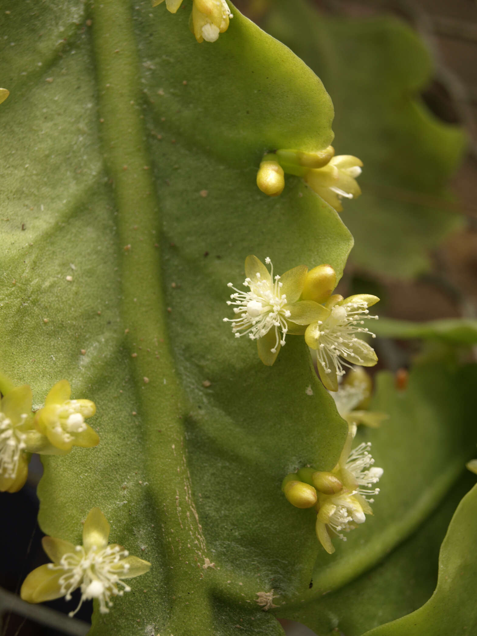 Image de Rhipsalis oblonga Loefgr.