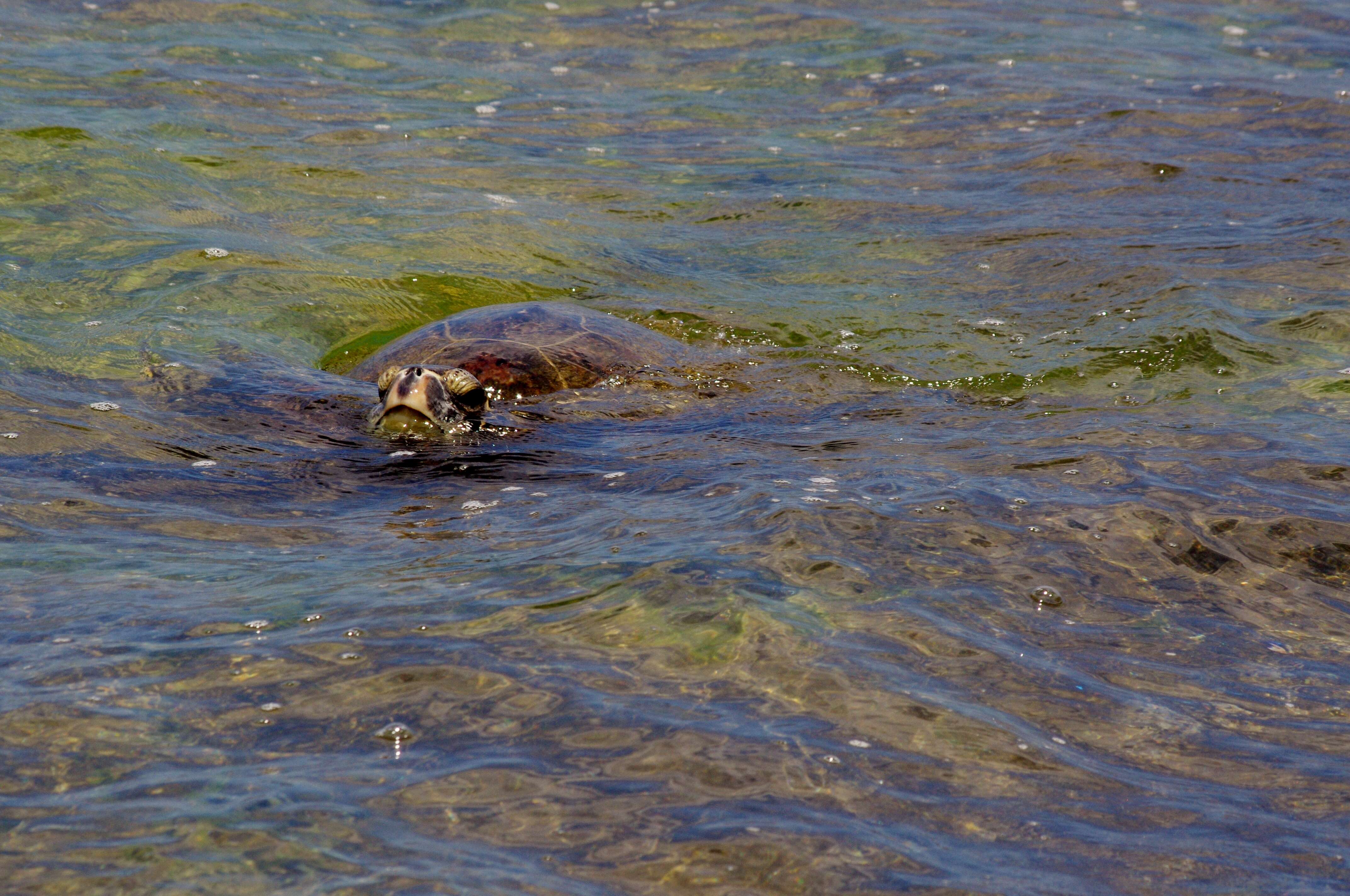 Image of Chelonia