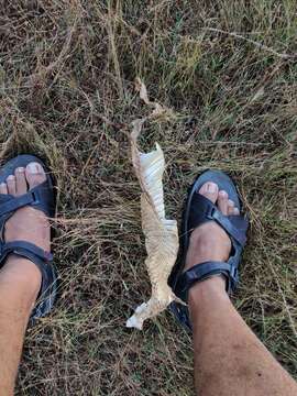 Image of Indian cobra