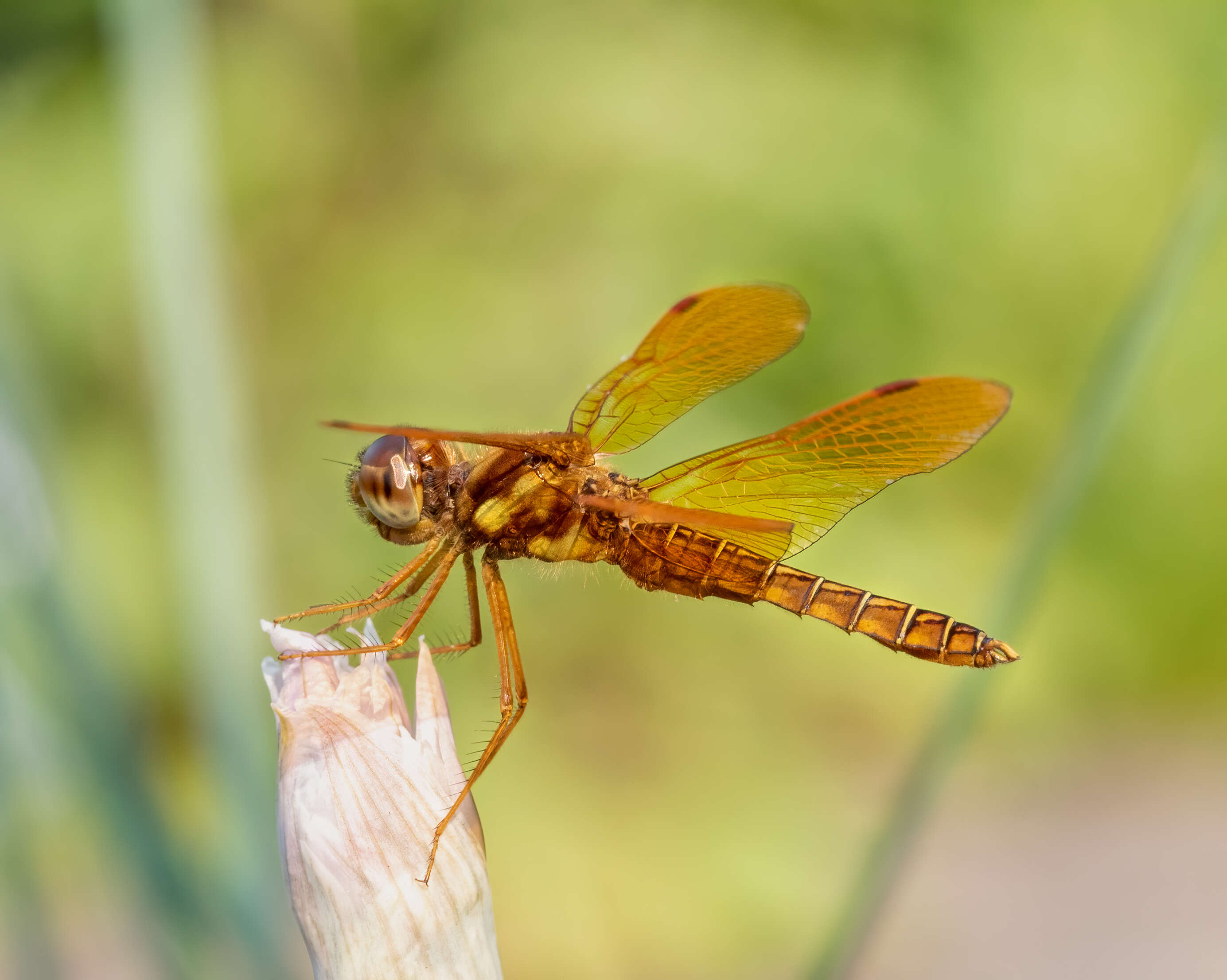 Image of Eastern Amberwing